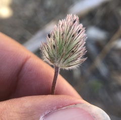 Trifolium albopurpureum