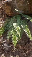 Polystichum imbricans curtum