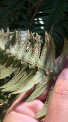 Polystichum imbricans curtum