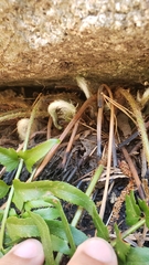 Polystichum imbricans curtum