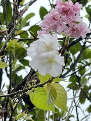 Prunus × lannesiana