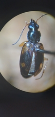 Bembidion corgenoma