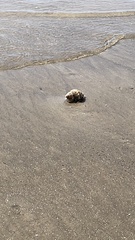 Clibanarius vittatus