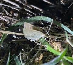 Thalera pistasciaria