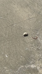 Clibanarius vittatus