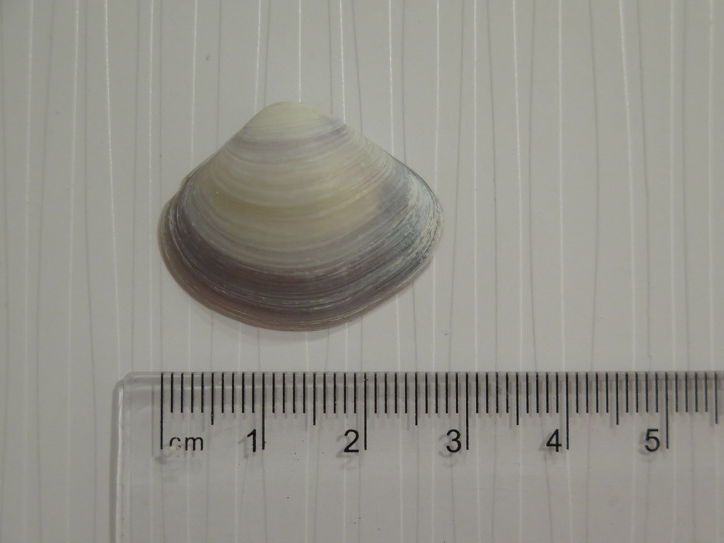 Florida Marsh Clam