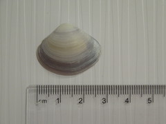 Polymesoda floridana