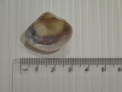 Polymesoda floridana