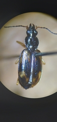 Bembidion corgenoma