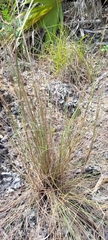 Schizachyrium gracile