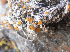 Brigantiaea fuscolutea