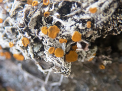 Brigantiaea fuscolutea