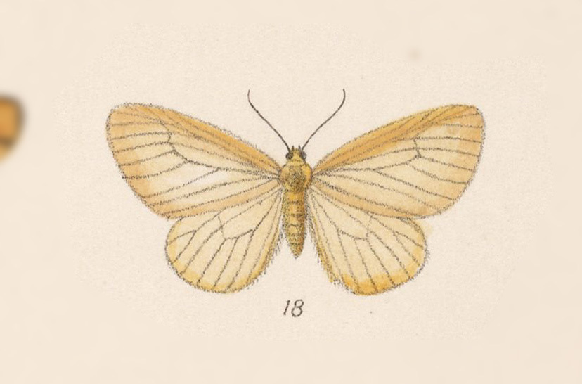 Eubaphe rhotana