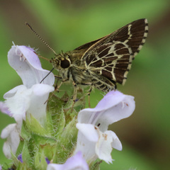 Amblyscirtes aesculapius
