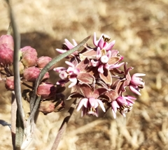 Asclepias fournieri