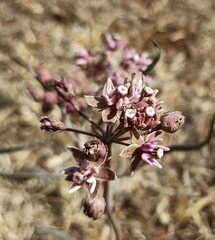 Asclepias fournieri
