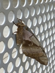 Antheraea polyphemus