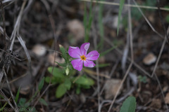 Phlox roemeriana