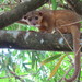 Kinkajou - Photo (c) claudiamc, some rights reserved (CC BY-NC), uploaded by claudiamc