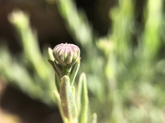 Erigeron petrophilus