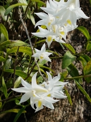 Dendrobium crumenatum