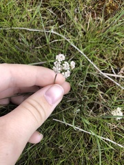 Lomatium gormanii