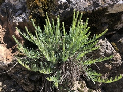 Erigeron petrophilus