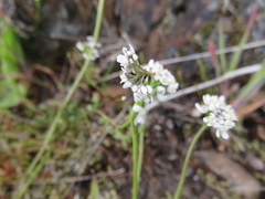 Teesdalia