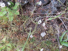 Teesdalia