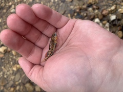 Etheostoma bison