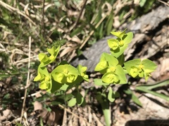 Euphorbia commutata