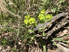 Euphorbia commutata