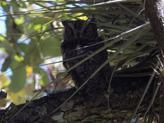 Megascops trichopsis