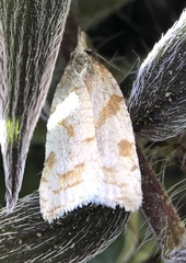 Sparganothis senecionana