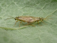 Aglaostigma lichtwardti