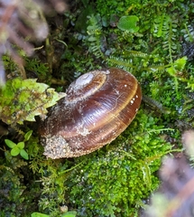 Aperostoma