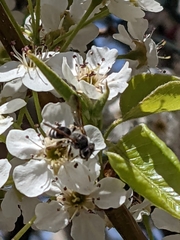 Lasioglossum sisymbrii