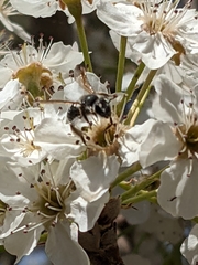 Lasioglossum sisymbrii