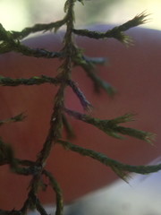 Cryphaea chlorophyllosa