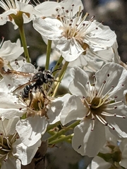 Lasioglossum sisymbrii