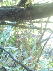 Cryphaea chlorophyllosa