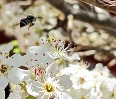 Lasioglossum sisymbrii