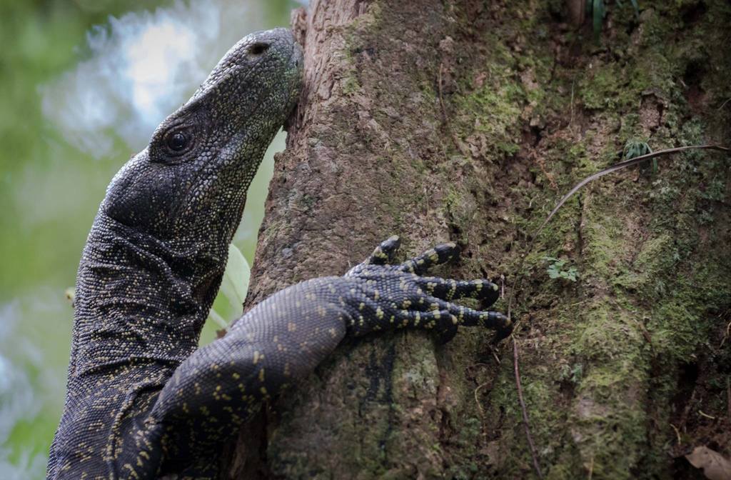 Crocodile Monitor