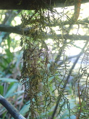 Cryphaea chlorophyllosa