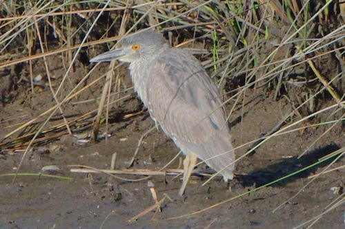 Black-crowned Night Heron photographed in Alabama