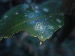 Calopadia subcoerulescens