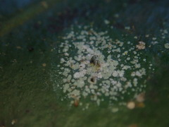 Calopadia subcoerulescens