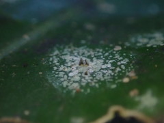 Calopadia subcoerulescens