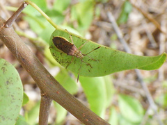 Catorhintha divergens