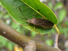 Catorhintha divergens